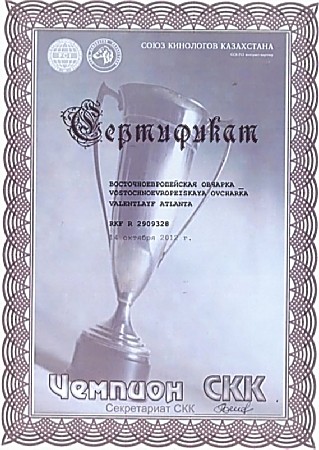 Восточноевропейская овчарка  - Валентлайф  Атланта  - Чемпион Клуба Казахстана 