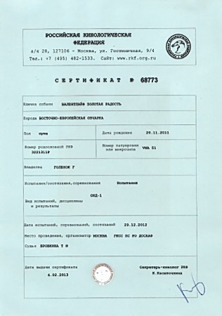 Восточноевропейская овчарка  - Сертификат о сдаче ОКД1 Валентлайф  Золотая Радость