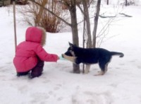 Восточно-европейская овчарка щенки