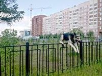 Восточно-европейская овчарка щенок Валентлайф Блэйд