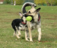 Восточноевропейская овчарка - щенок Дафны