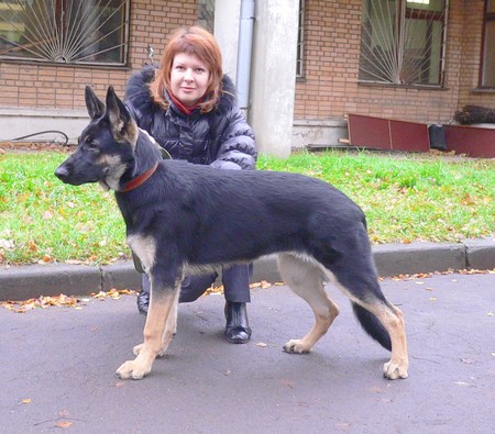 Восточноевропейская овчарка  - щенок Валентлайф Еджина