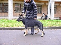 Восточноевропейская овчарка  - щенок Валентлайф Еджина