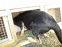 Восточноевропейская овчарка  - щенок Валентлайф Евра-Леона