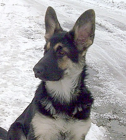 Восточноевропейская овчарка  - щенок Валентлайф  Аляска