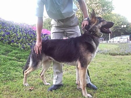 Восточноевропейская овчарка  - щенок Валентлайф  Аллюр