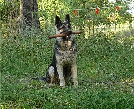 Восточноевропейская овчарка  - щенок Валентлайф  Атланта