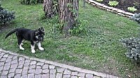Восточноевропейская овчарка  - щенок Дукессии Джэсси