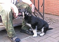 Восточноевропейская овчарка  - щенок Дукессии Джэсси