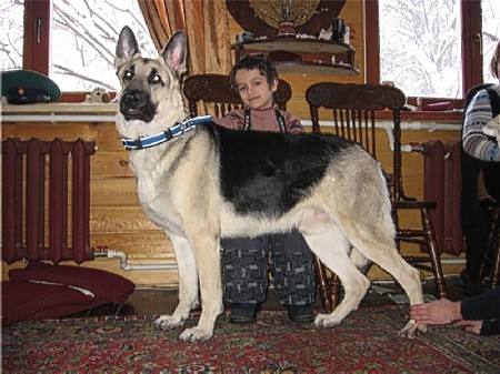Восточноевропейская овчарка  - щенок Валентлайф  Гардемарин
