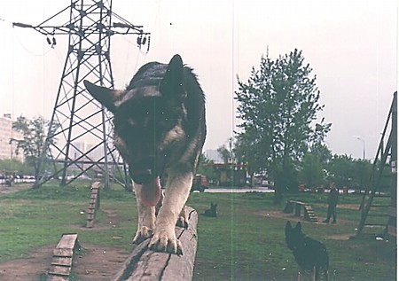 Восточноевропейская овчарка  - Чар