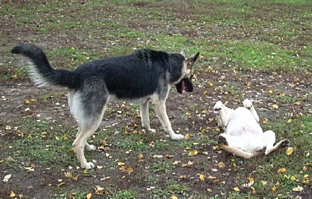 Восточноевропейская овчарка  - щенок Валентлайф Геральдина Грэйс