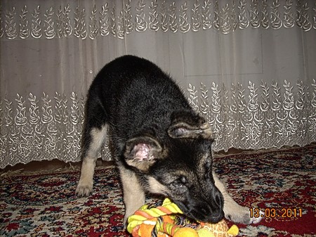 Восточноевропейская овчарка  - щенок Валентлайф Геральдина Грэйс