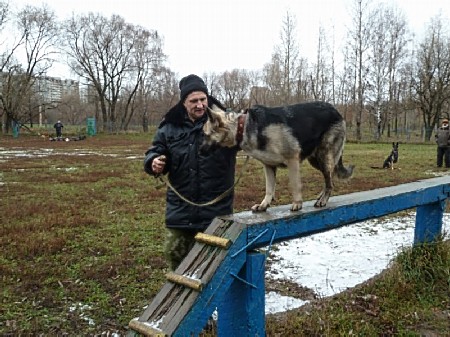 Восточноевропейская овчарка  - щенок Валентлайф  Гертруда