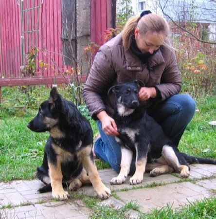 Восточноевропейская овчарка - щенок 