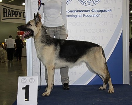 Восточноевропейская овчарка  - щенок Валентлайф Вулкан