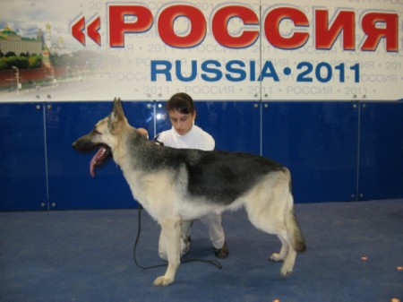 Восточноевропейская овчарка  - щенок Валентлайф Вулкан