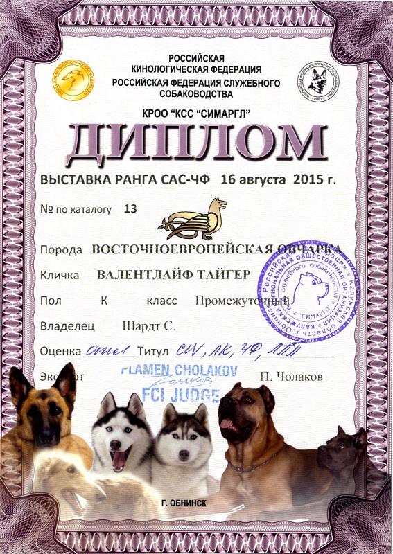 Участие в выставке собак. Сертификат с выставки собак. Сертификат на собаку. Грамота для собак.